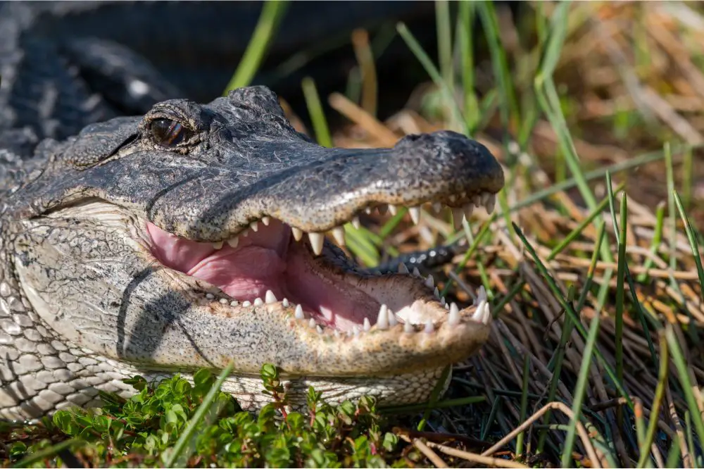 Alligator Teeth