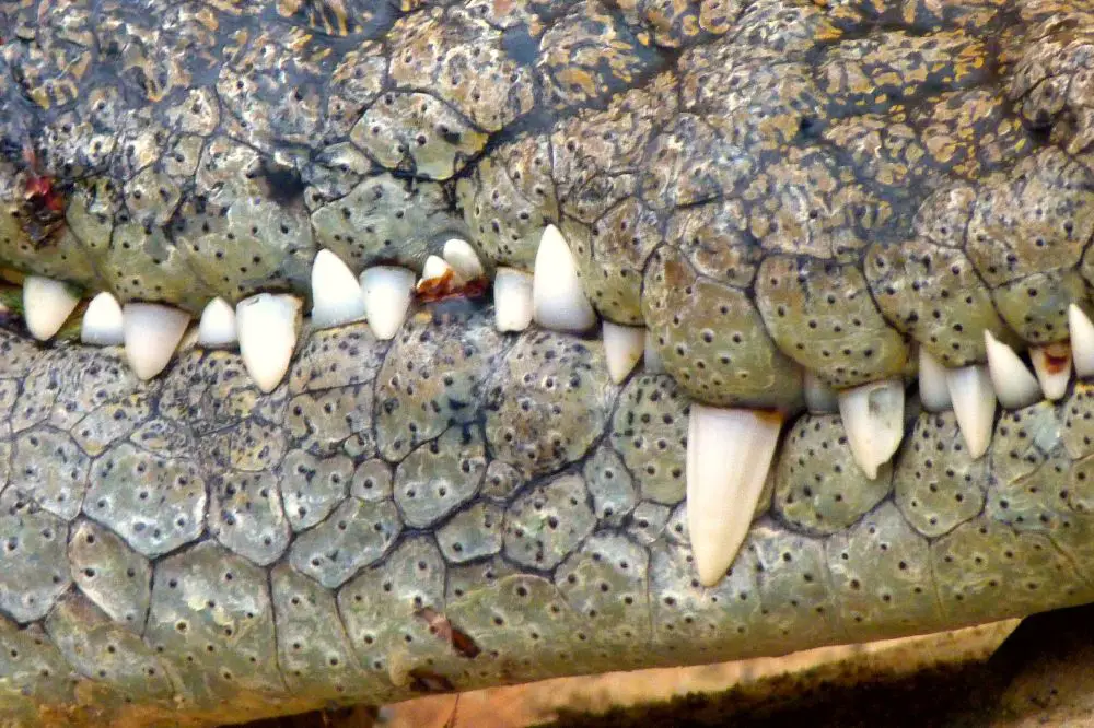Crocodiles Teeth