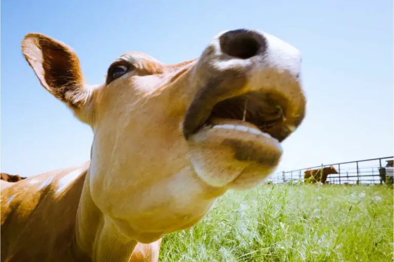 Cows Teeth: How Many Teeth Do Cows Have?