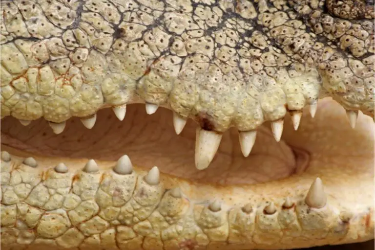 Crocodiles Teeth: How Many Teeth Do Crocodiles Have?