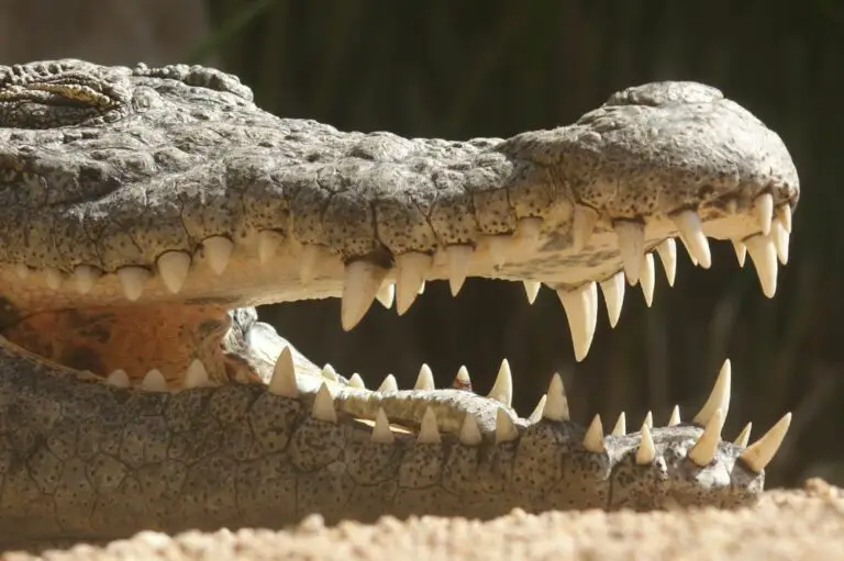 Alligator Teeth: How Many Teeth Does an Alligator Have?