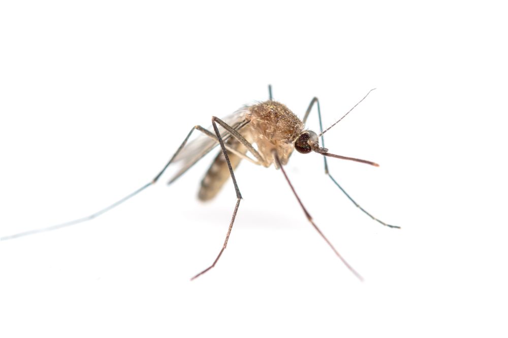 How do mosquitoes feed?