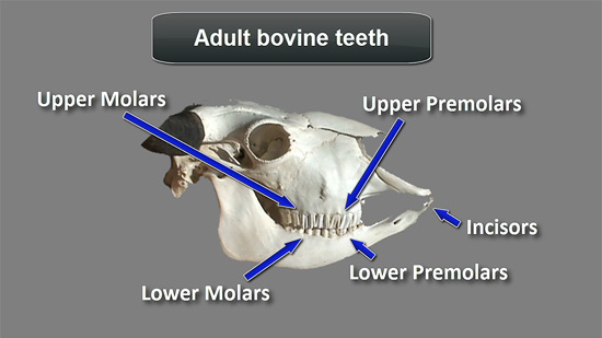 cow teeth