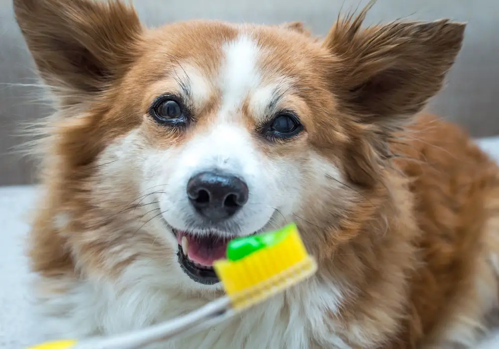 Are There Any Complications from Dog Dental Cleaning