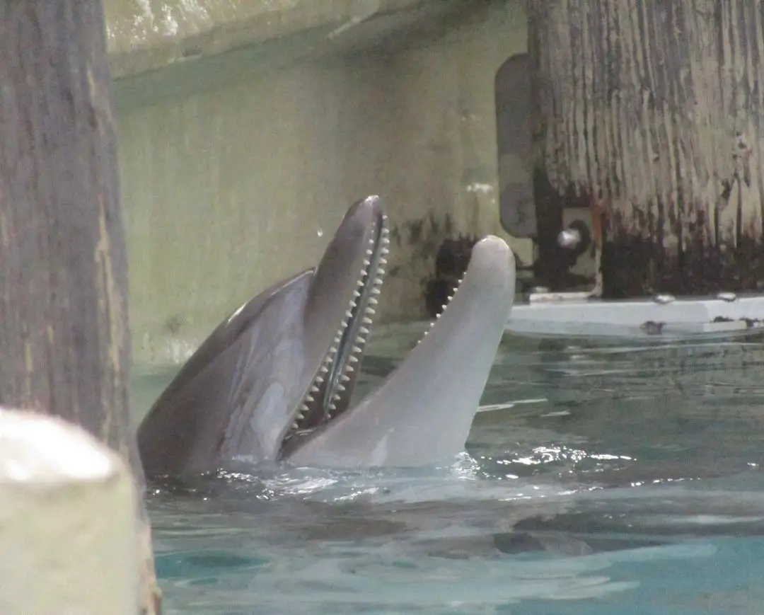 Bottlenose Dolphins