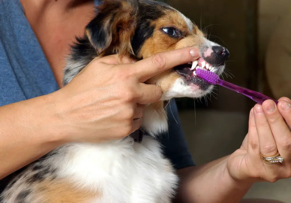 Brush Dogs Teeth