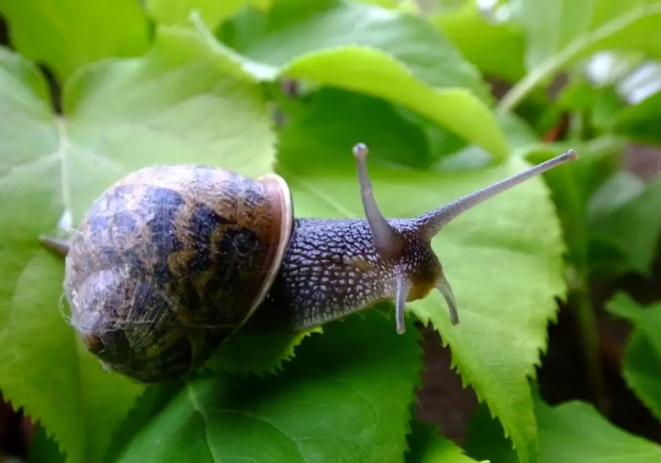 How Many Teeth Do Snails Have? (With Fun Facts)
