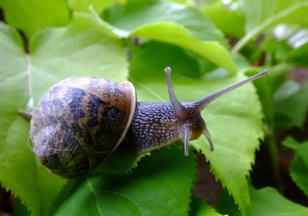 Can a Snail Bite?
