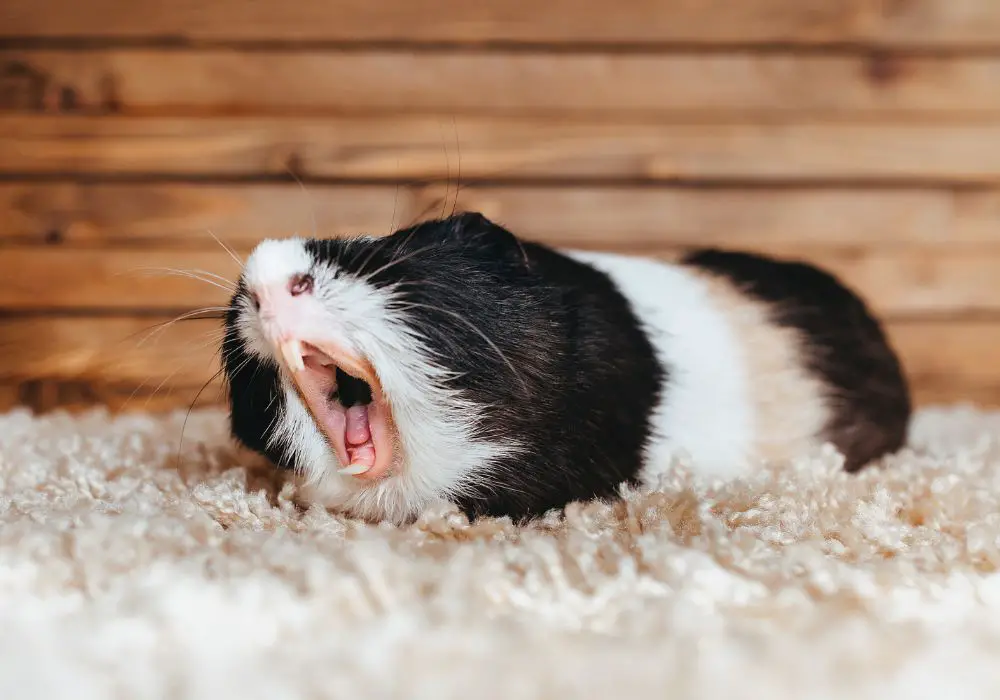 Common Tooth Issues that Guinea Pigs Have