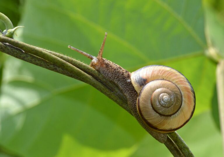 How many teeth do snails have with fun facts 