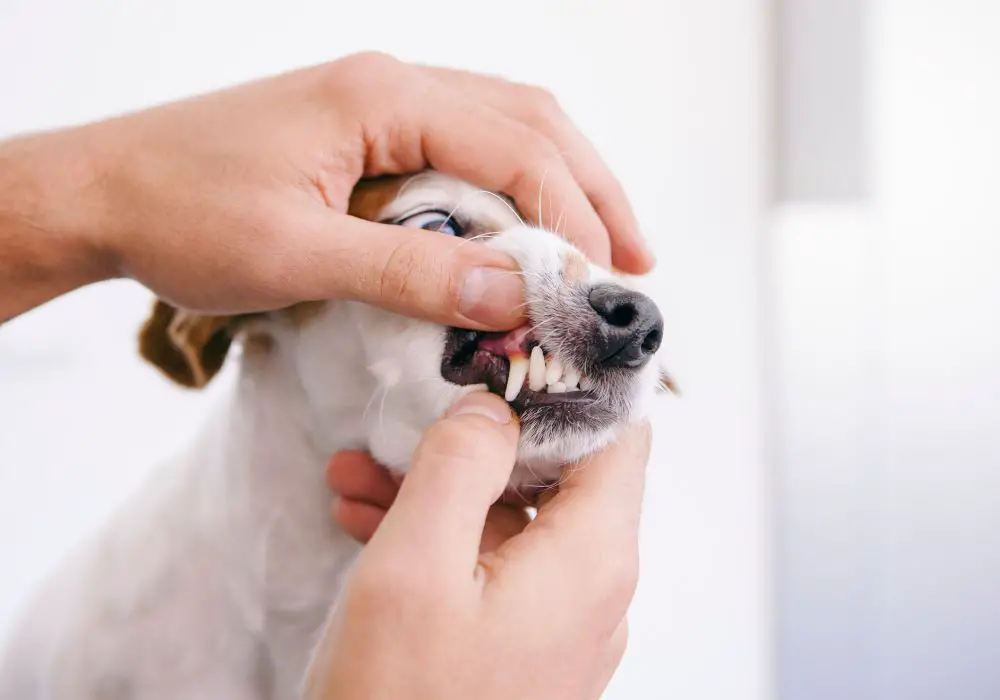 Dental health problems that can befall your old pooch