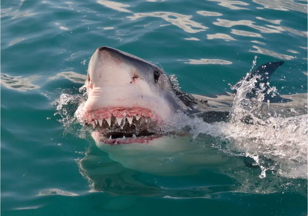 Different Types of Shark Teeth