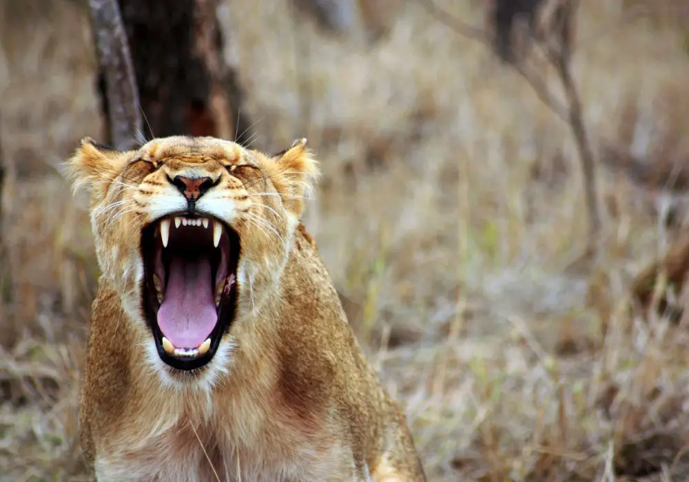 Do Lions Need Special Care for Their Teeth?