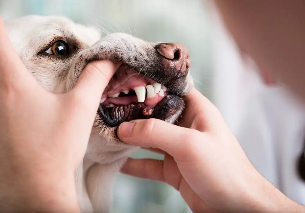 Dog Teeth Timeline