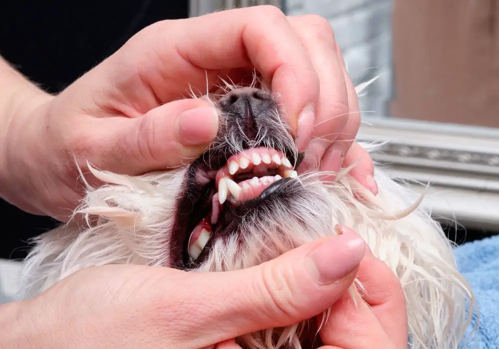 How to Clean Dog Teeth Without Brushing? (Fast & Simple Ways)