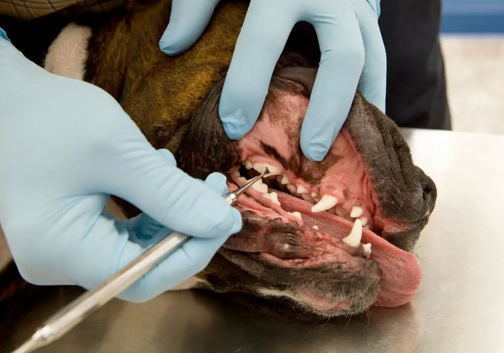 Factors That Determine the Cost of a Dog’s Tooth Cleaning