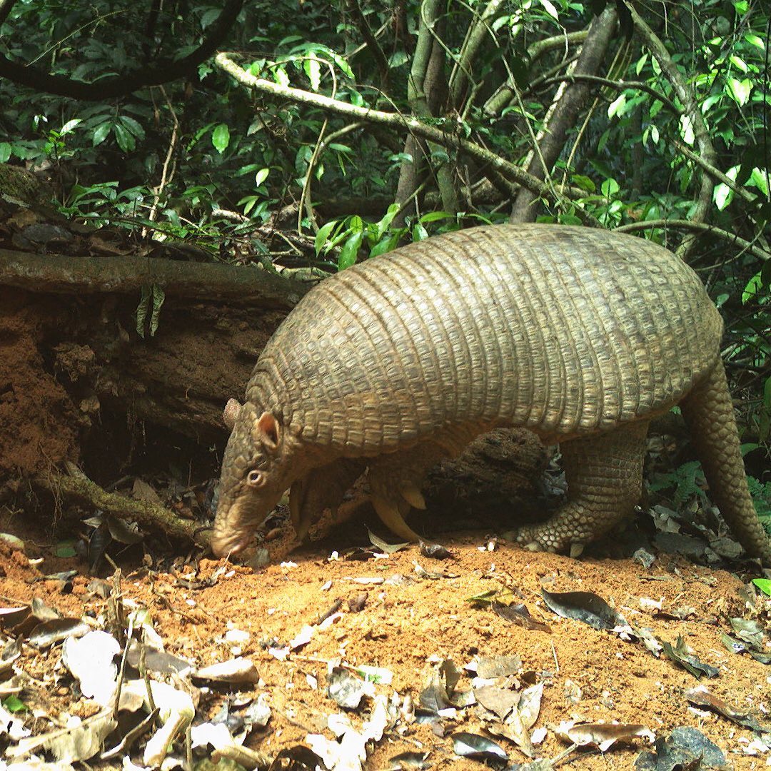 Giant Armadillo