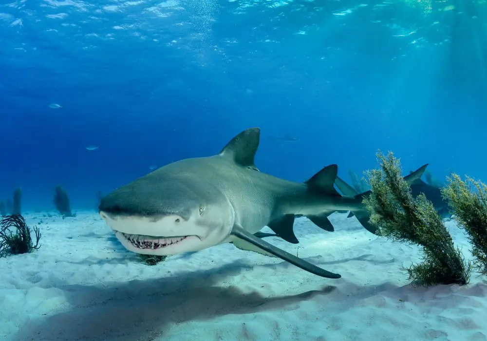 How Do We Count Shark Teeth?