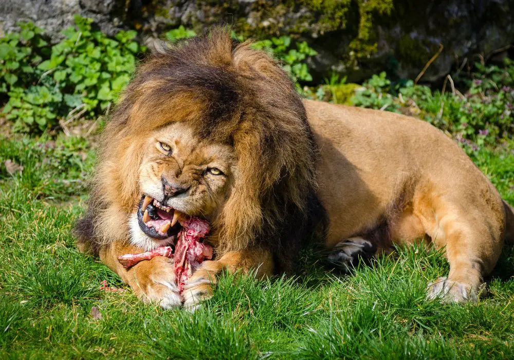 How Lions Use Their Teeth