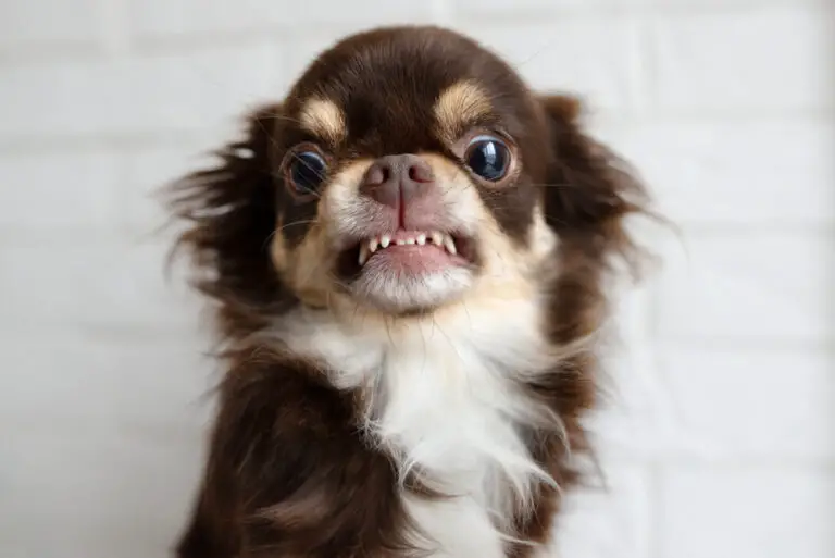 How Many Teeth Do Chihuahuas Have? (Common Dental Problems & What To Do)
