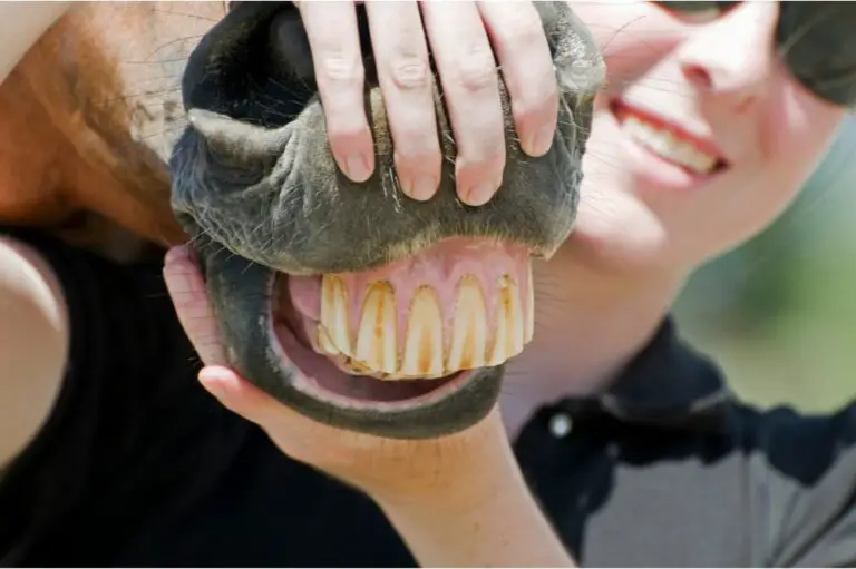 Horse Teeth: How Many Teeth Do Horses Have?