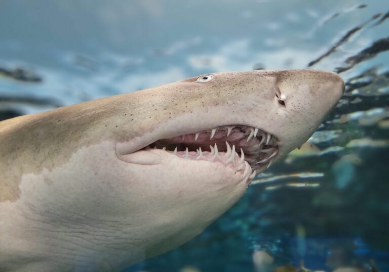 How Many Teeth Do Sharks Have? (You'd Love To Know!)
