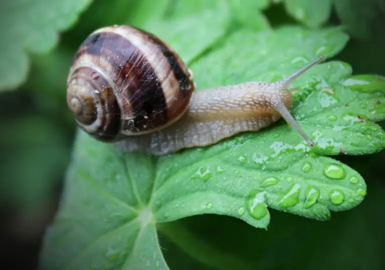 How Many Teeth Do Snails Have? (With Fun Facts)