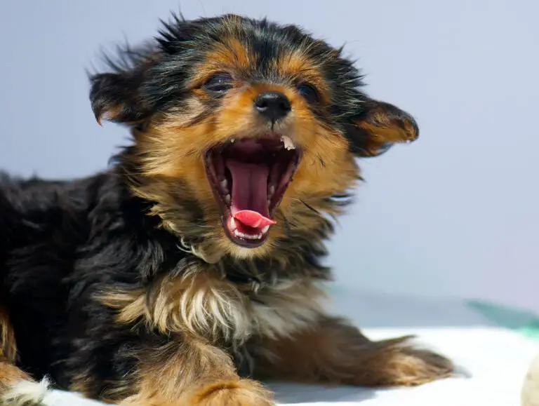 How Many Teeth Does A Yorkie Have? (Common Problems And Tips)