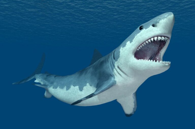 How Many Teeth Does a Great White Shark Have? (Details)