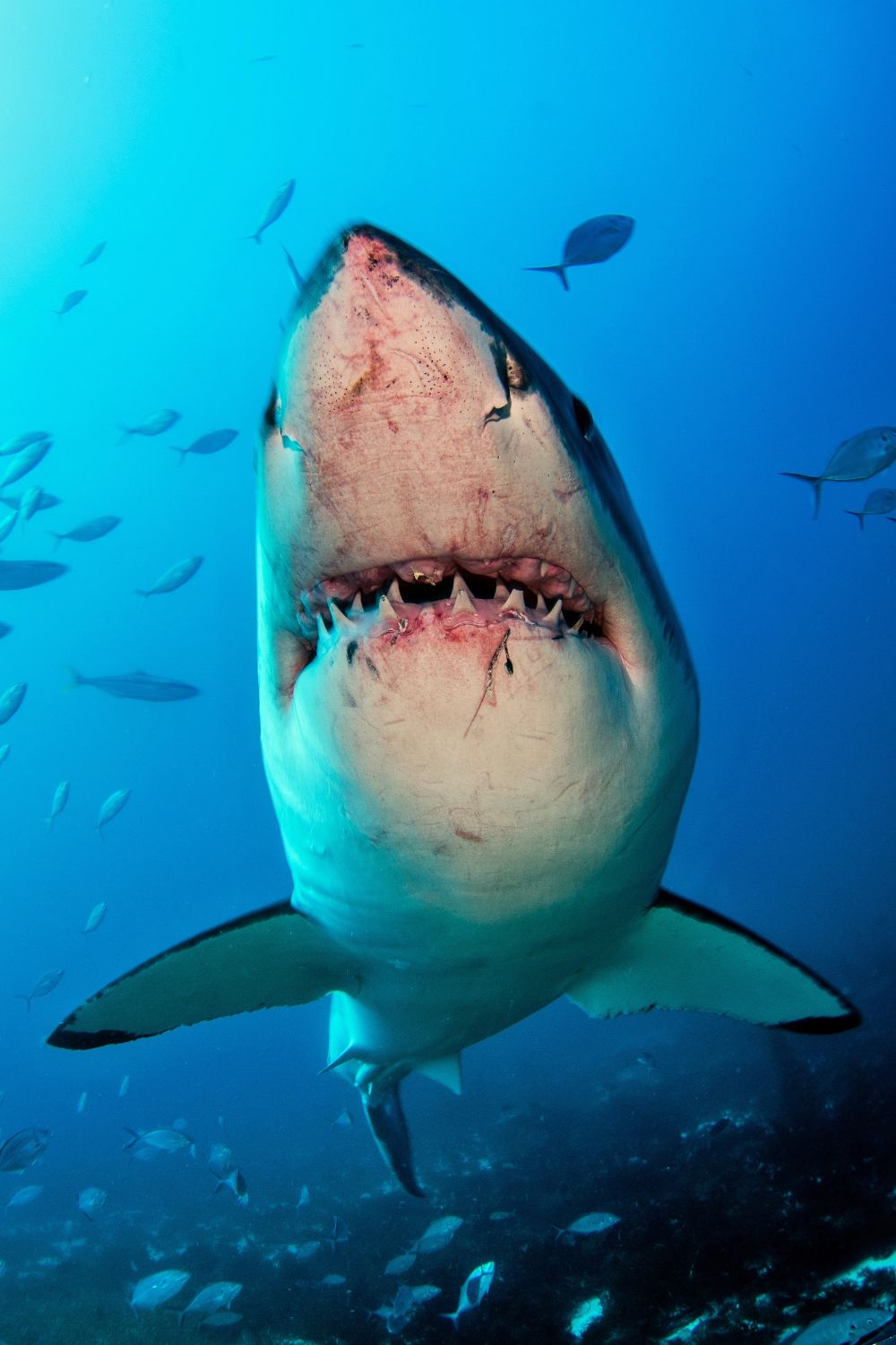 How Many Teeth Does a Great White Shark Have during their lifetime?