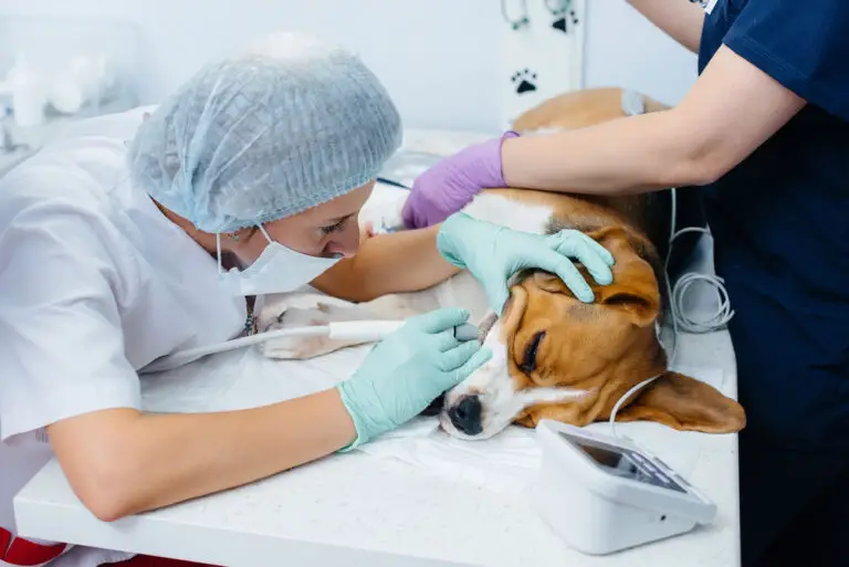 How Often Do Dogs Need Dental Cleaning? (Explained)