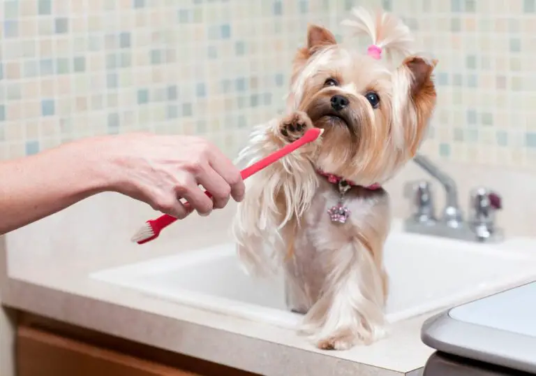 How Often To Brush Dogs Teeth? (With Cleaning Tips)