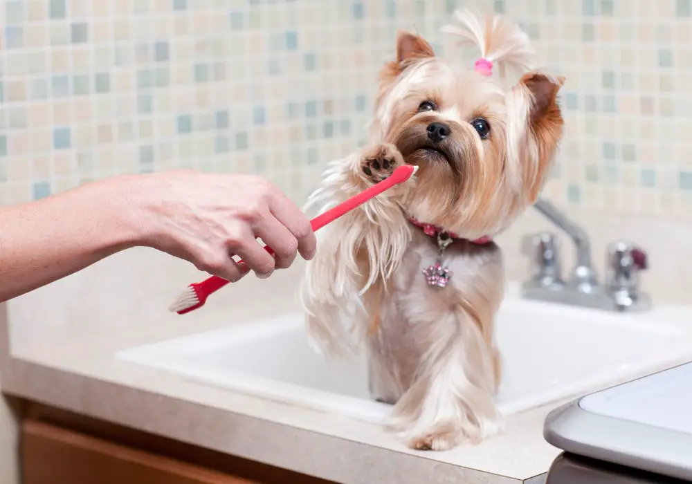 How To Clean Dogs Teeth