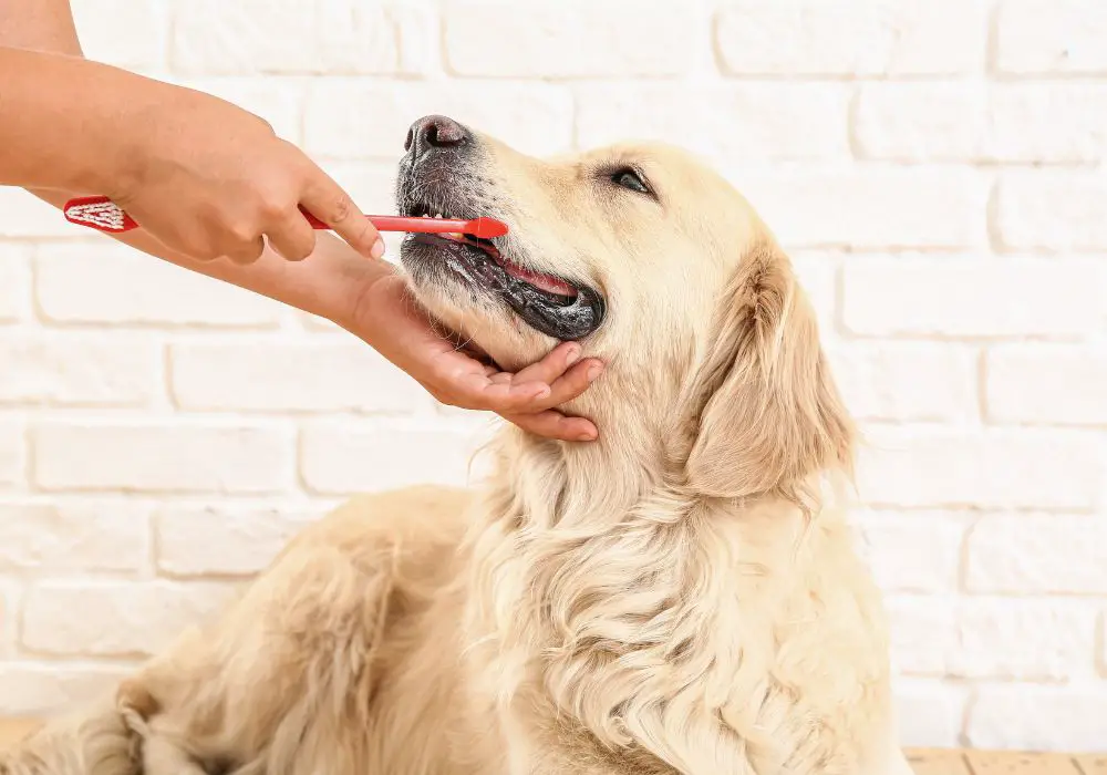 How To Clean a Dogs Teeth