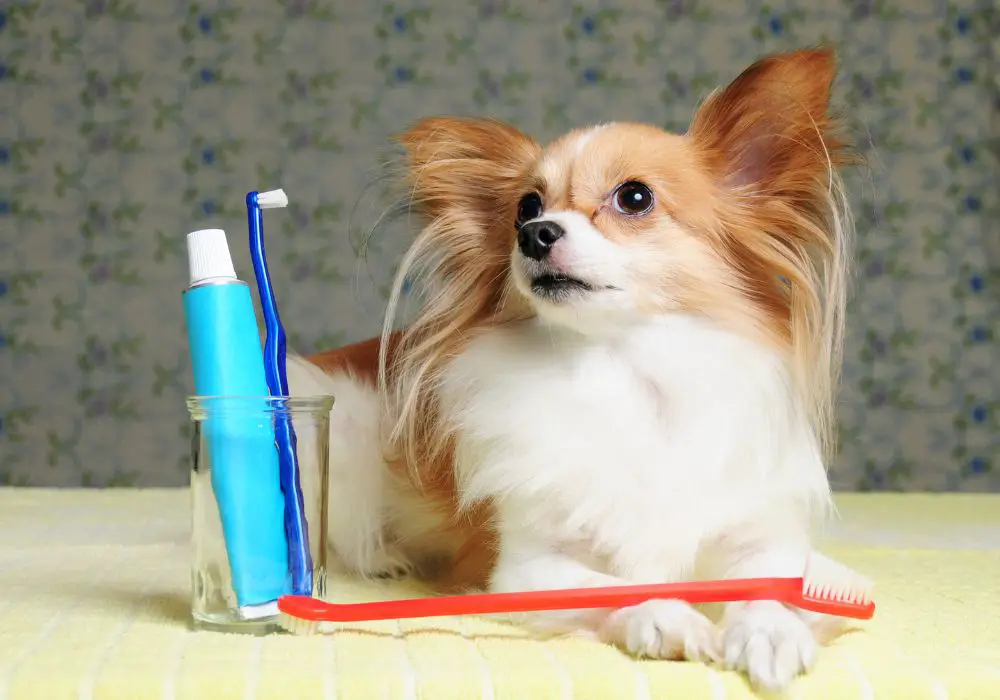 How long does a dog teeth cleaning last