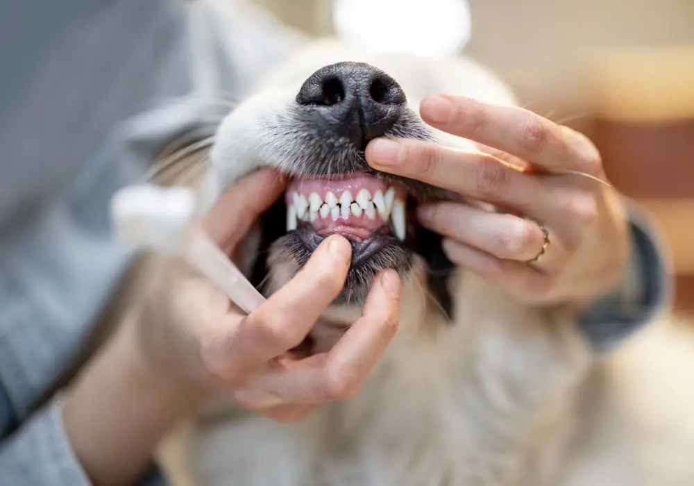 How to Care for Dog Teeth