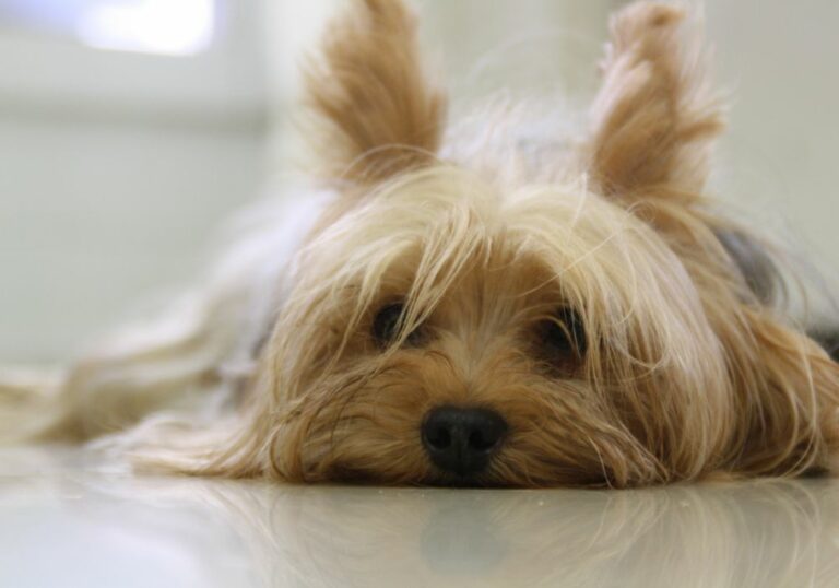 How Many Teeth Does A Yorkie Have? Problems And Tips)
