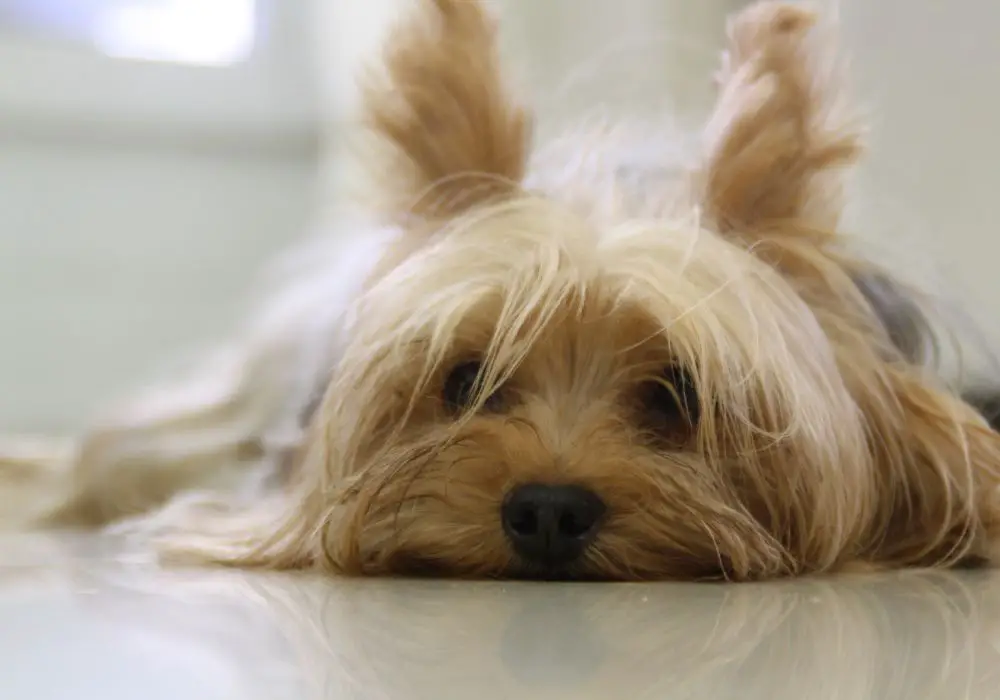 How to Keep Yorkie's Teeth Healthy