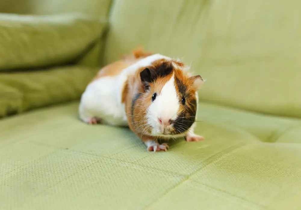 How to Monitor Guinea Pig Teeth