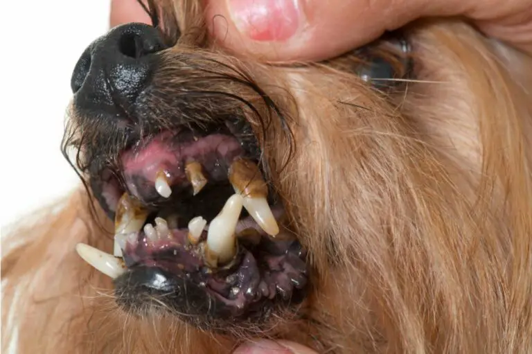 How to Remove Tartar from a Dog’s Teeth? (3 Ways)