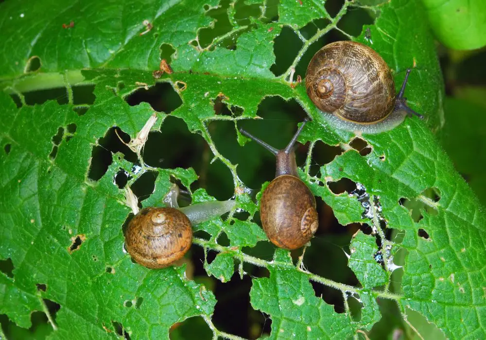 Interesting Facts About Snails