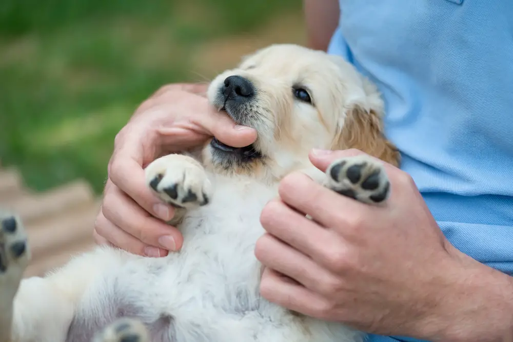 Puppy nibbling sales on me