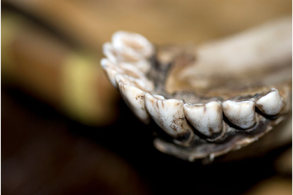 Milk Horse Teeth and permanent Horse Teeth