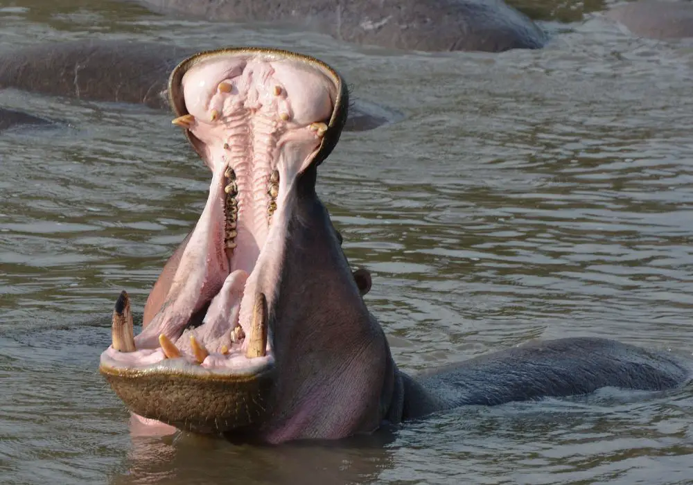 More Fun Facts About Hippos