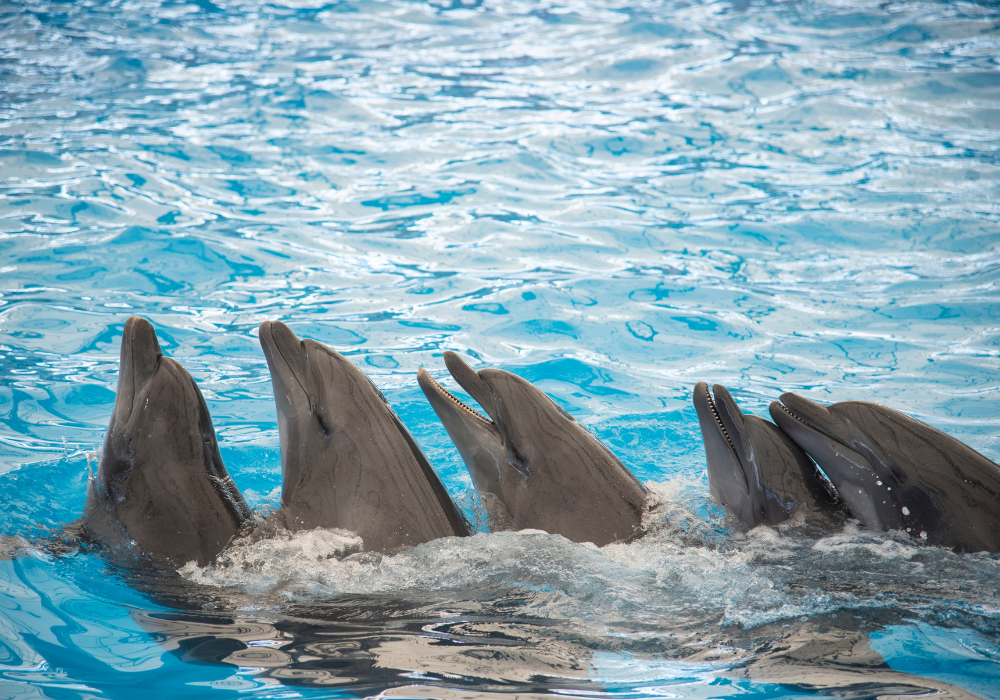 Number of Teeth Per Dolphin Specie