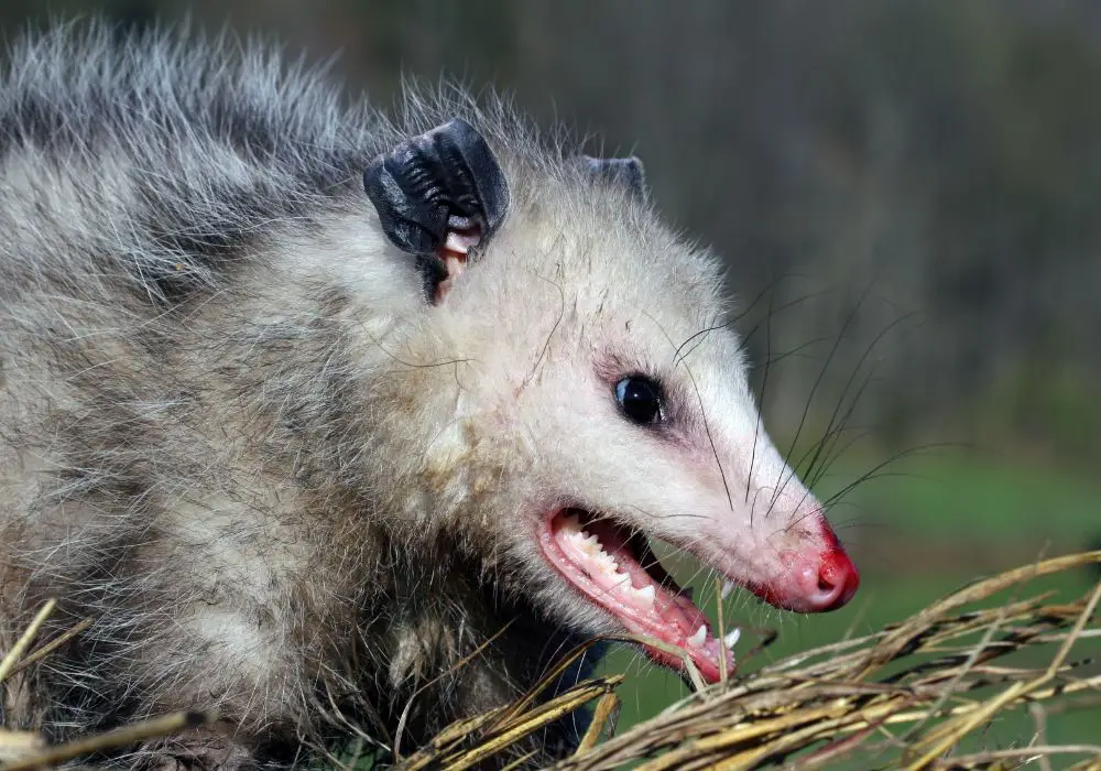 Opossums