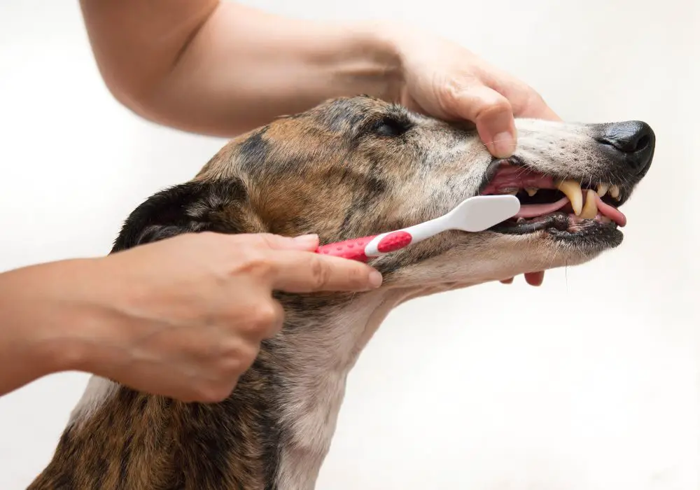 Other Tips for Caring for Your Dog’s Oral Hygiene