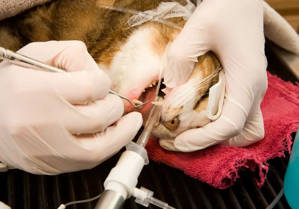Other important aspects of feline dental care
