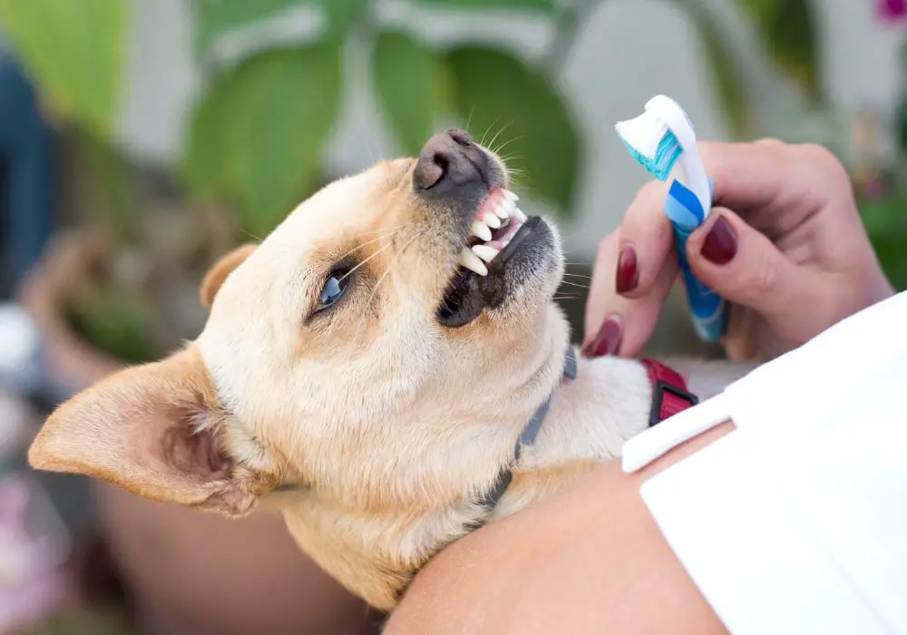 Chihuahua deals losing teeth