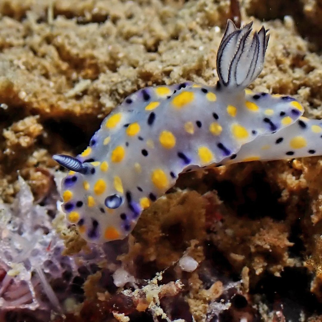 Sea Slugs